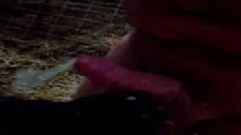 Hot chubby dude with a floppy cock gets a BJ from a cow