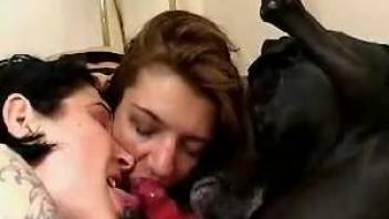 Lesbo sluts using the dog cock for sexual pleasures