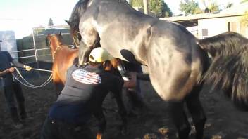 Outdoor horses fucking in front of a zoophilia lover