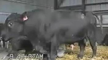 Horny bull makes horny amateur zoophilia lover to drool