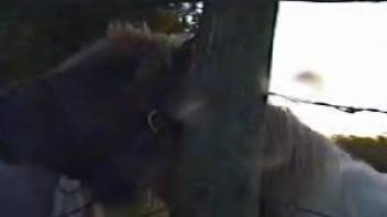 Horny dude leaves the horse to sniff his erect cock
