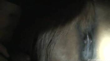 Guy tonguing and screwing a female horse's massive pussy