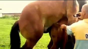 Sex tape with two horses fucking in scenes of outdoor XXX