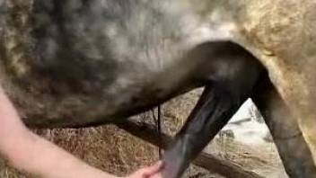 Horny brunette sure wants this mind blowing horse cock