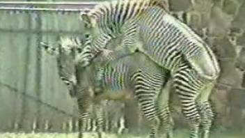 Zebra puts a hard cock in another zebra's wet pussy