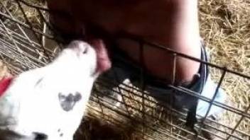 Man gets licked hard by the baby veal in scenes of zoophilia