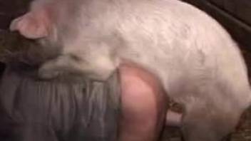 Pig's hard dick ruins a brunette's wet pussy