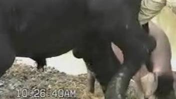 Man jerks off horny bull's huge penis