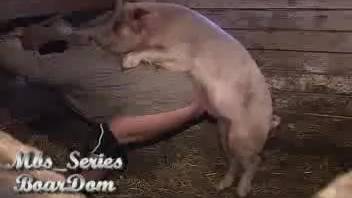 Hot swine ruling over a beast-lover's snug opening live on webcam