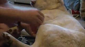 Guy tongues female dog's vagina and pounds the beast hard