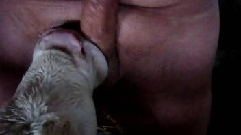 Dude's meaty cock getting pleasured by a cow