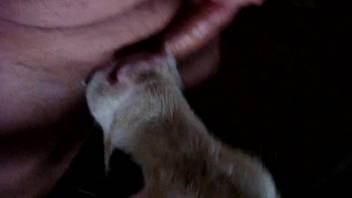 Guy's thick dick being satisfied by a cow