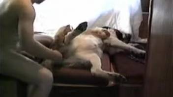 Fun-loving animal enthusiast indulging his animal companion in a fetish video
