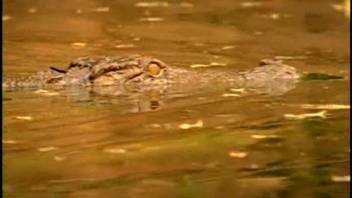 Wild underwater crocodile encounter, extreme animal lust obsession