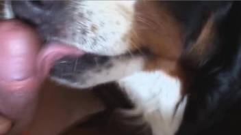 Closeup scenes of a dog licking his master's erect penis