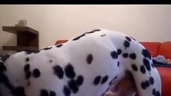 Blonde cam girl plays kinky with her dog while on cam