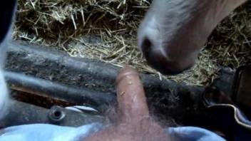 Dude gets a nice blowjob from a very sexy cow