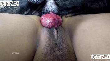Trimmed cunt brunette taking a dog's gorgeous cock
