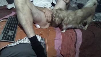 Scrawny dude gets his asshole licked by a kinky dog