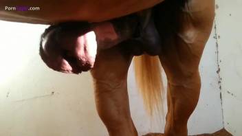 Outdoor bestiality with horse cock addicted babes