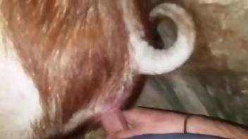 Dude fucking a horny animal's hot pussy from behind