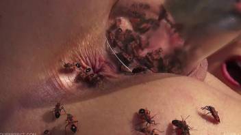 Strange porn video focusing on insects and more