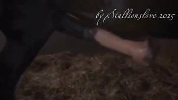Close-up video focusing on a growing stallion cock