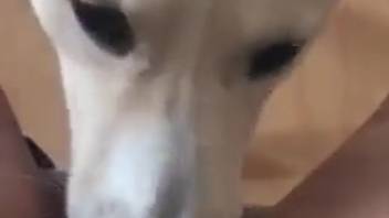 Hot stud devouring a juicy cunt in a POV adult video