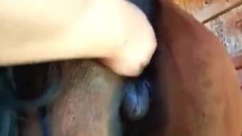 Aroused guy fisting a female horse's vagina from the rear