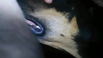 Canine performs oral stimulation on male genitalia in homemade bestiality feature