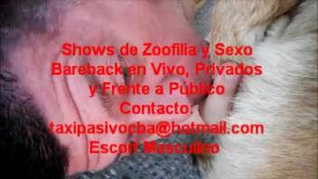 Intense bestiality encounters featuring males and females suffering through sex with animals