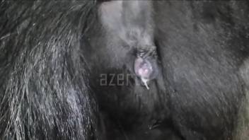 Dude plows a horse's hot cunt and cums inside of it