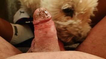 Dog licks and sniffs owner's erect cock during masturbation