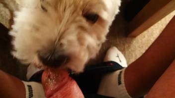 Guy's dick being completely tongued by a young pup
