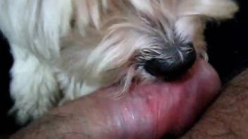 Small dog gets to lick this dude's hairy cock on cam