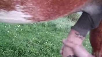 Man jerks off horse's cock in elegant outdoor zoo cam scenes
