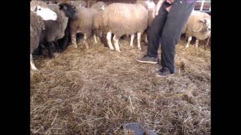 Guy searches for the ideal sheep to pound senseless