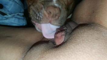Facesitting porn featuring a submissive doggo