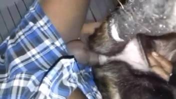 Guy banging a canine's snug snatch from the rear