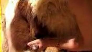 Older women collectively experience a massive equine shaft for their animal fetish pleasure