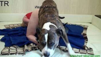 Nude woman feels bloody dog cock ramming her cunt hardcore