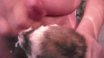 Ferret takes a facial in a weird bestiality video