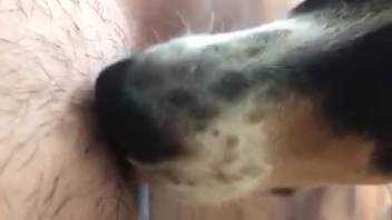 Canine tongues female's vagina and clitoris in detailed homemade trial