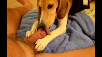 Nice cock getting pleasured by a really kinky dog