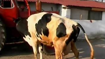 Bitch plays kinky with the cow in a slutty zoophilia tyrout