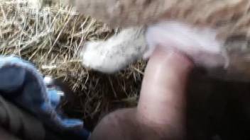 Hot ewe being pounded by a lustful guy from the rear