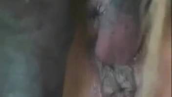 Anal pounding scene starring a obedient Hispanic woman with a passion for horses
