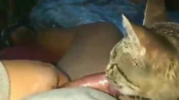 Kitty licking a dude's cock in a disgusting scene
