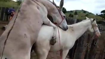 Donkey fucks horse in the pussy while zoophilia lovers records everything