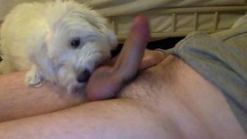 Guy lets his dog lick all over his cock greedily